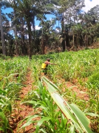 Le champ de maïs malheureusement attaqué par des insectes qui seront traités